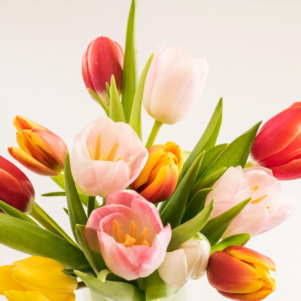 Audley Rollins